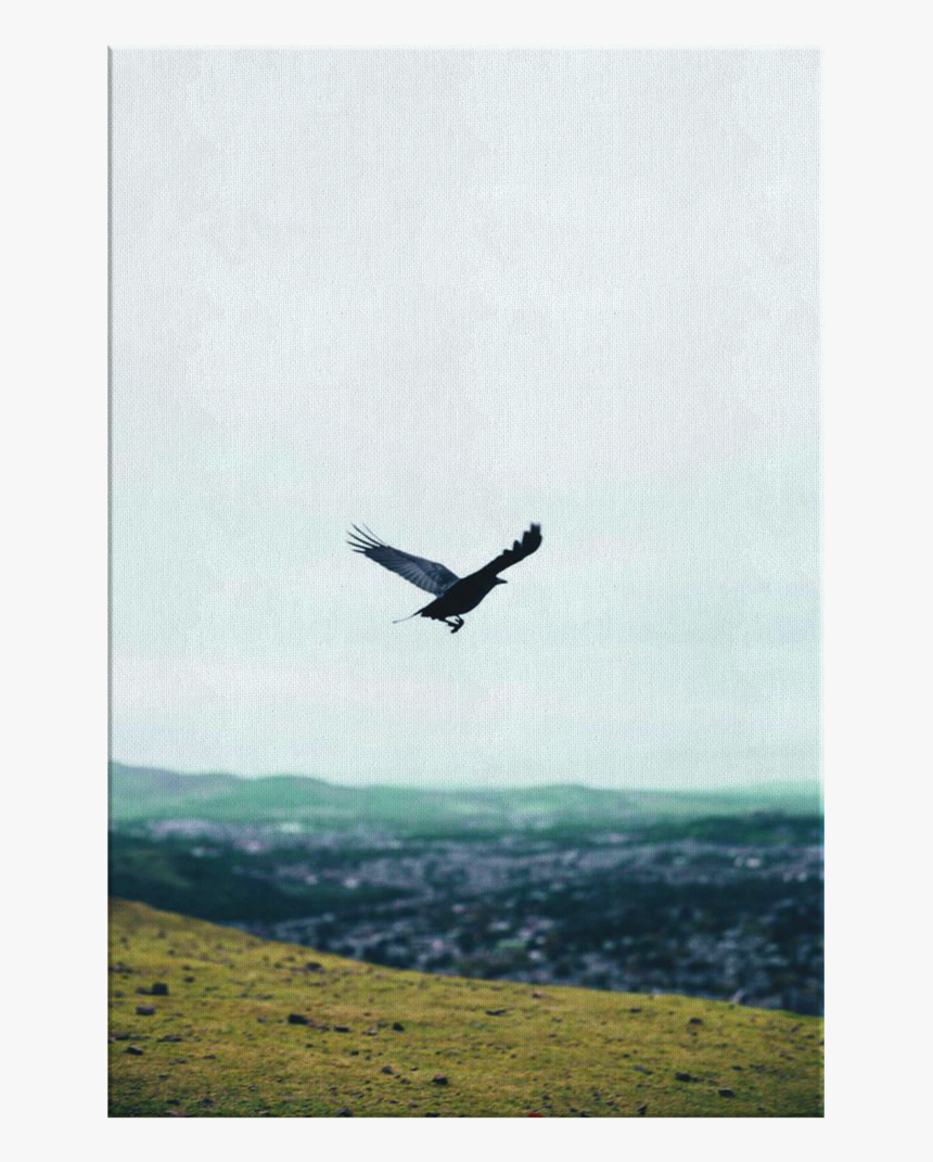 Hawk, HD Png Download