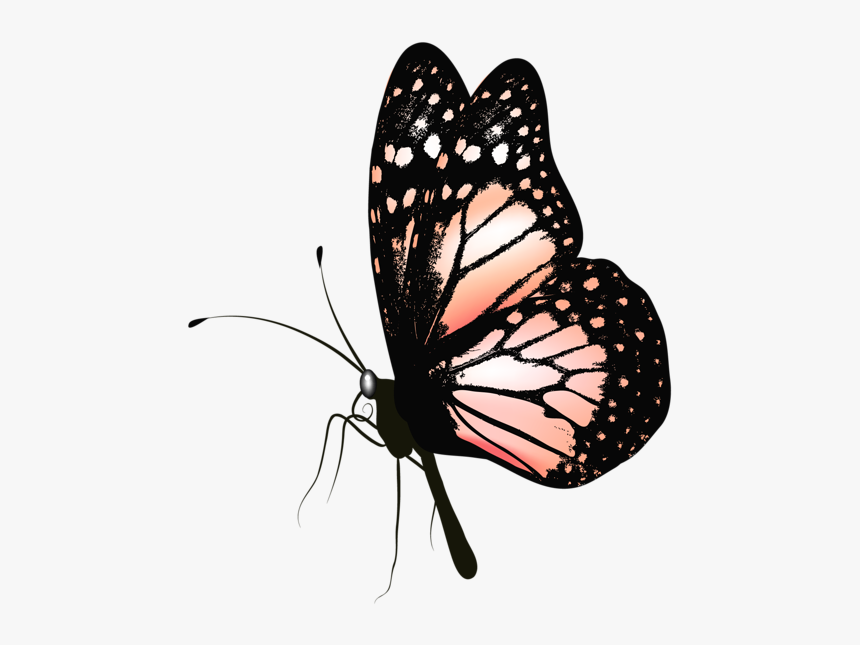 Http - //favata26 - Rssing - Com/chan-13940080/all - Png File Butterfly Gif, Transparent Png