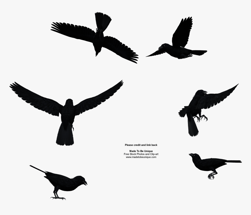 Common Raven Free Stock Image - Bird Flying From Above, HD Png Download