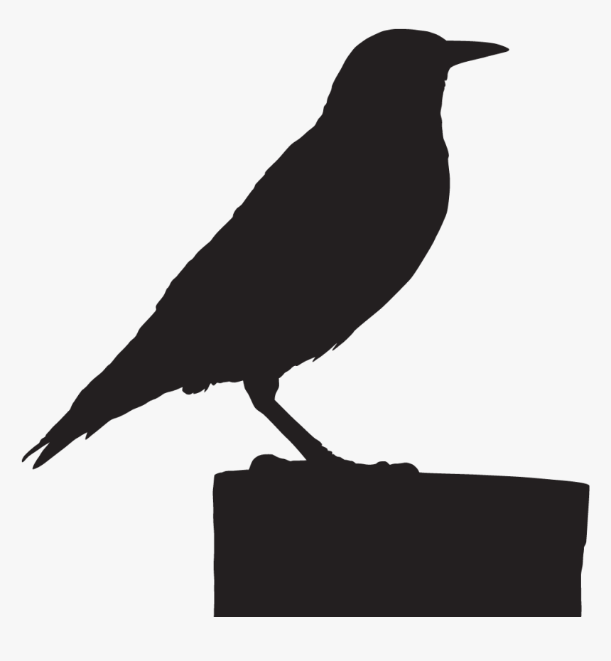 American Crow , Png Download - American Crow, Transparent Png