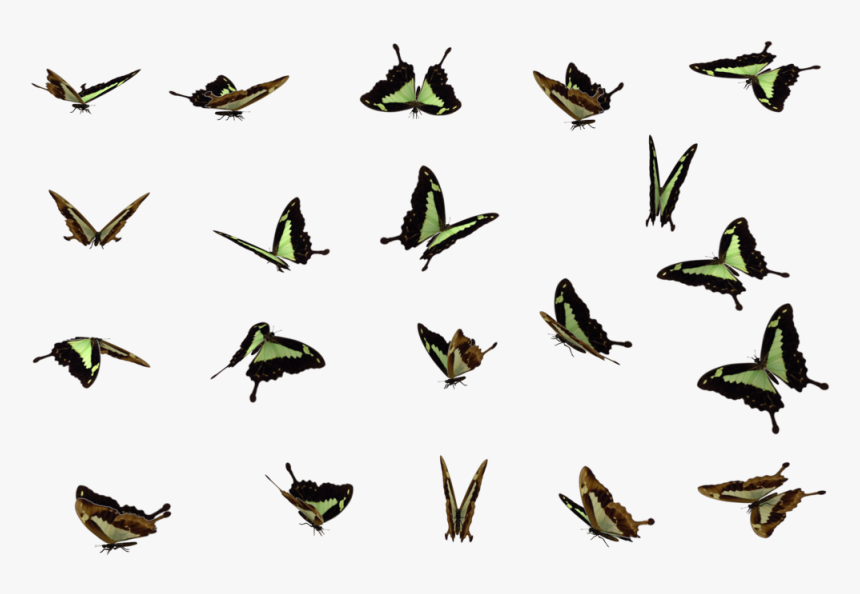 Download Butterflies Swarm Png File For Designing Projects - Butterfly Swarm Flying Butterfly Png, Transparent Png