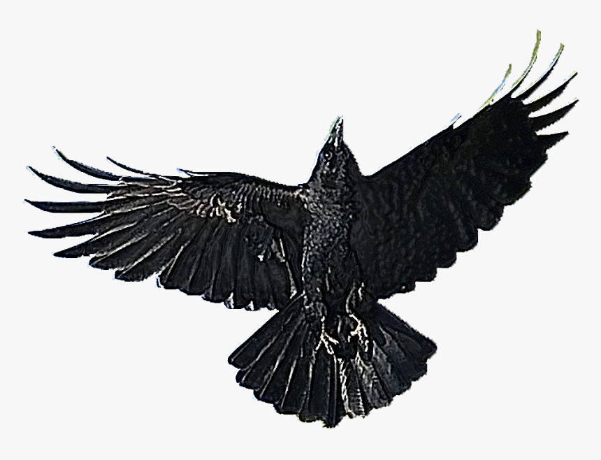 American Crow, HD Png Download