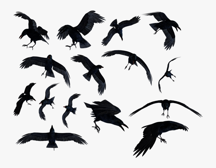 Transparent Raven Clipart Png - Ravens Png, Png Download