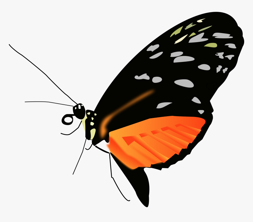 Lighter Orange-black Butterfly Clip Arts - Butterfly Png Full Hd, Transparent Png