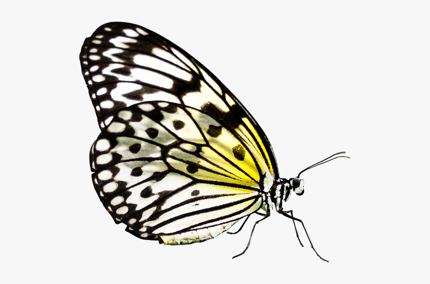 Butterfly, Insect, Wing, Nature, Flying, Probe - Butterfly, HD Png Download