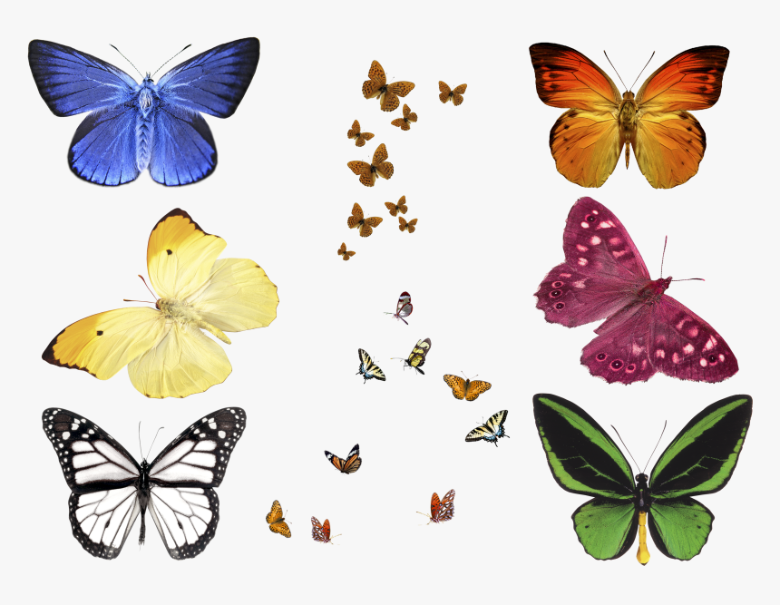 Free Photo Butterfly Overlays, Realistic Natural Flying, HD Png Download