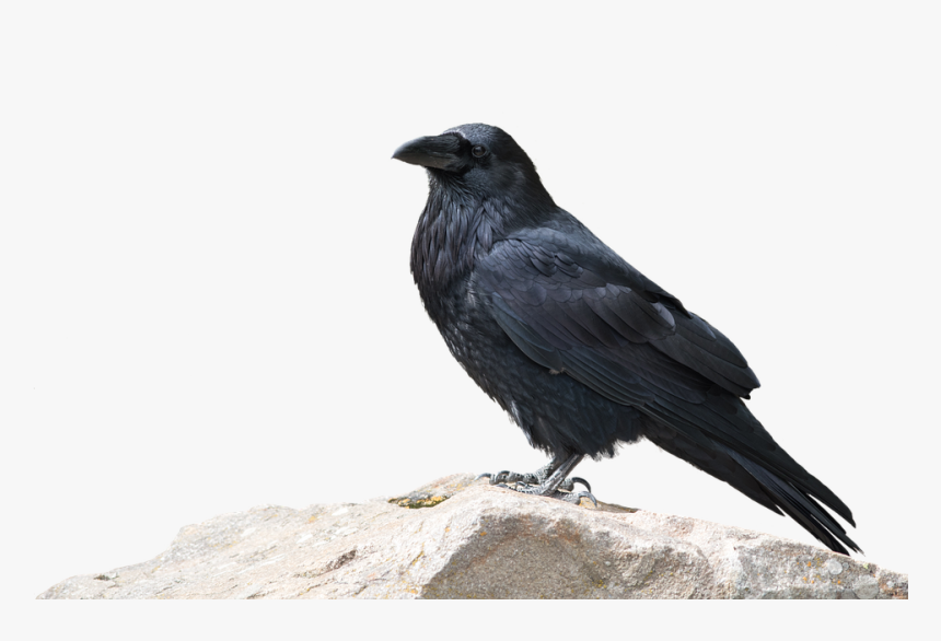 Raven, Bird, Animal World, Nature, Animal, Wild - Animal With Transparent Background, HD Png Download
