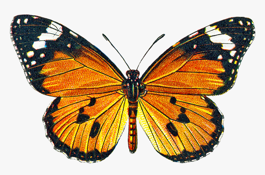 Transparent Clipart Backround - Vintage Butterflies Transparent Background, HD Png Download