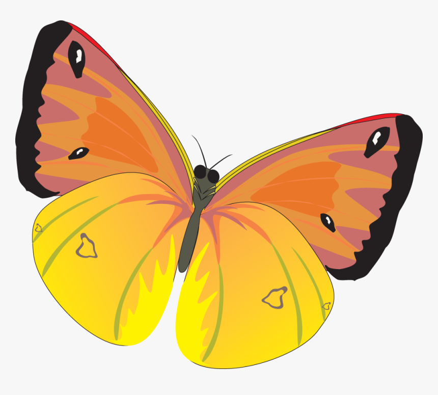 Download For Free Butterfly Transparent Png File - Бабочки Картинки Пнг, Png Download