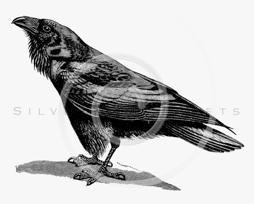 Raven Bird Black And White, HD Png Download