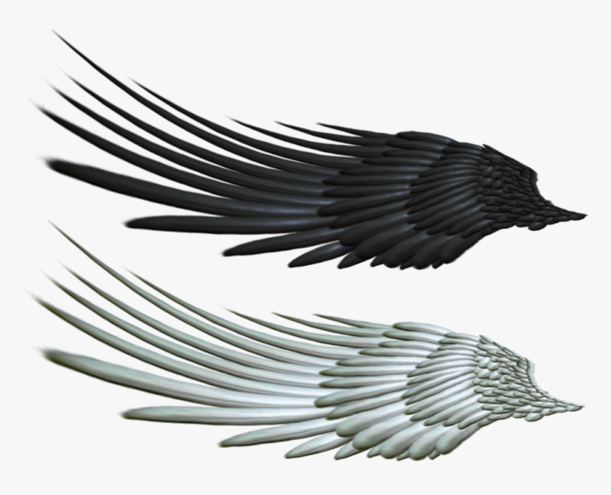 Evil Clipart Raven - Transparent Horse Wings, HD Png Download