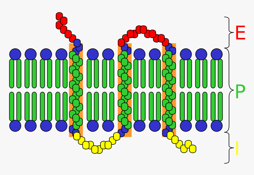 Transparent Integral Png - Components Of Cell Surface Receptors, Png Download