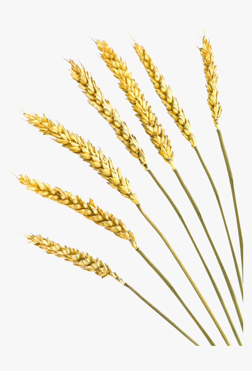 Clip Art Freeuse Stock Barley Vector Crop - Barley Crop Clip Art, HD Png Download