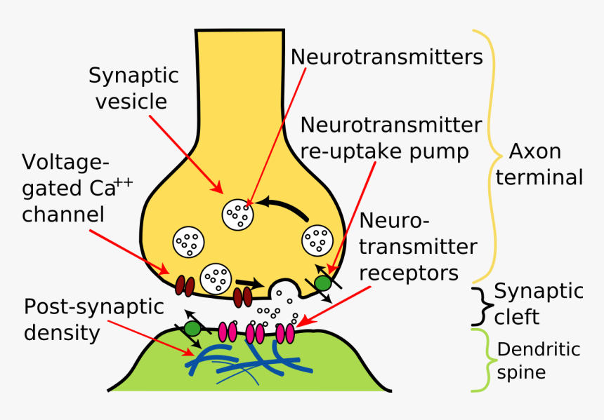 Chemical Synapse, HD Png Download