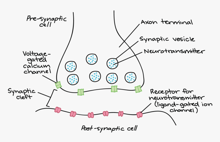 Holds Synapses Tpgether, HD Png Download