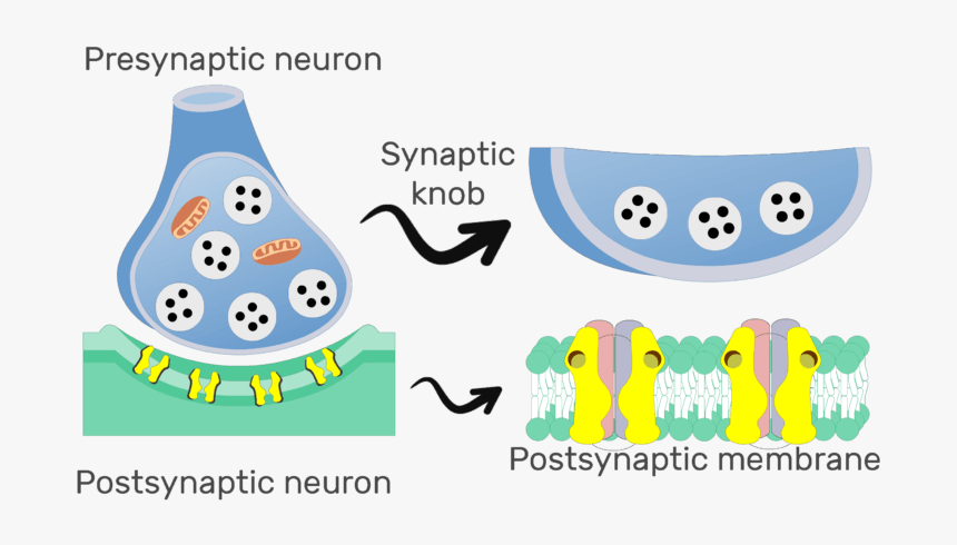 An Image Showing The Chemical Synapse, The Image Contains - Main Structure Of Synapse Electrochemical, HD Png Download