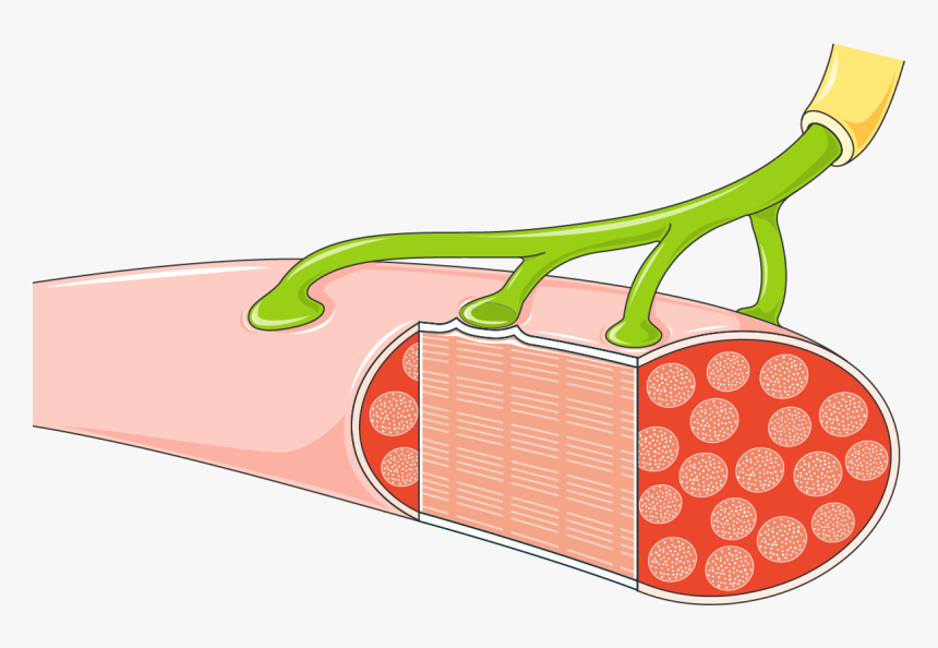 Neuromuscular Png, Transparent Png