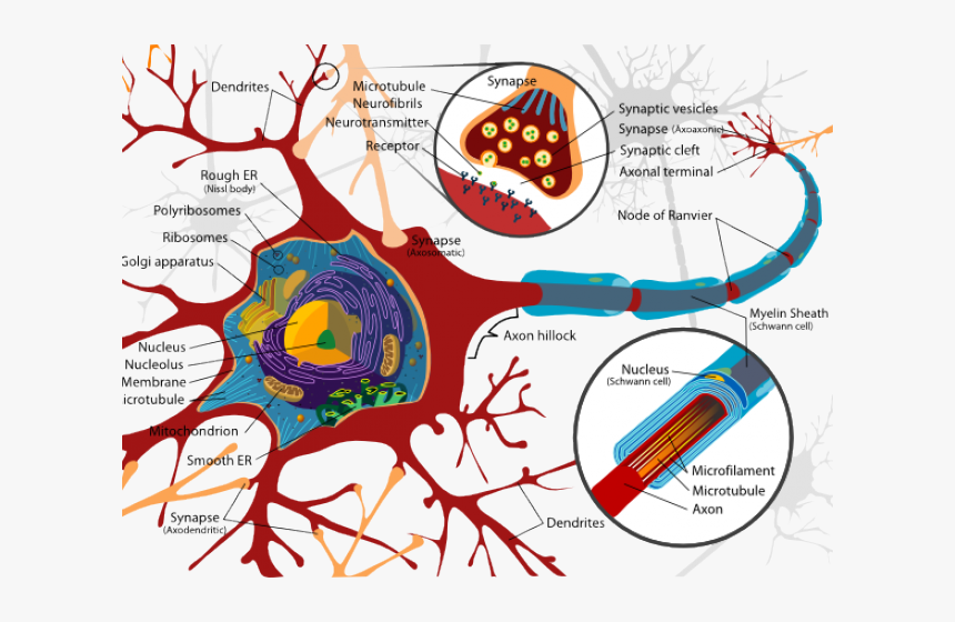 Synapse Clipart Neuron - Inside A Nerve Cell, HD Png Download