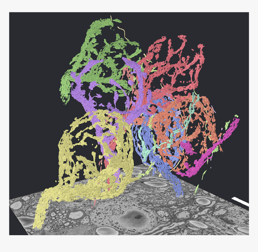 Floral Design, HD Png Download