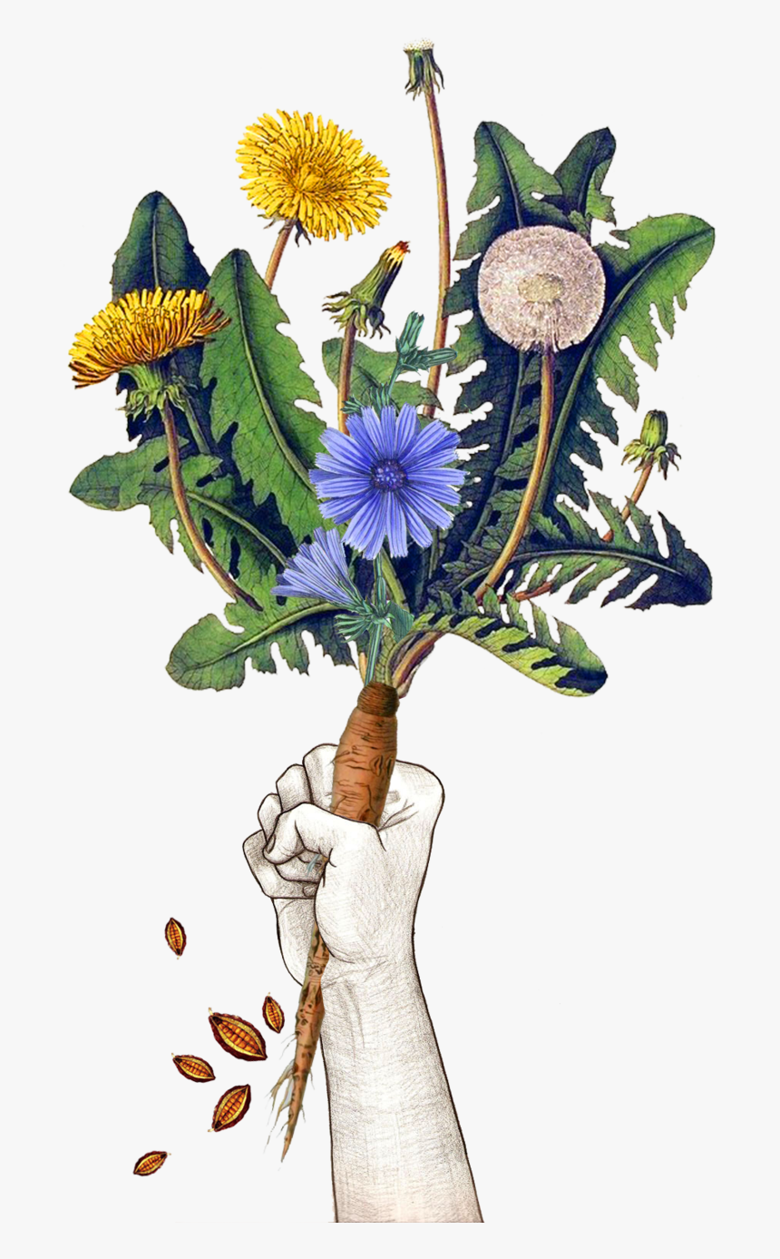 Dandichicao - Botany Illustration, HD Png Download