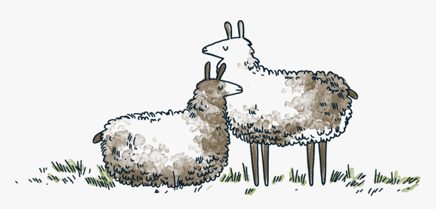 Llamas - Sheep, HD Png Download