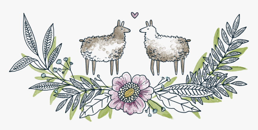 Llama Pasture - African Daisy, HD Png Download