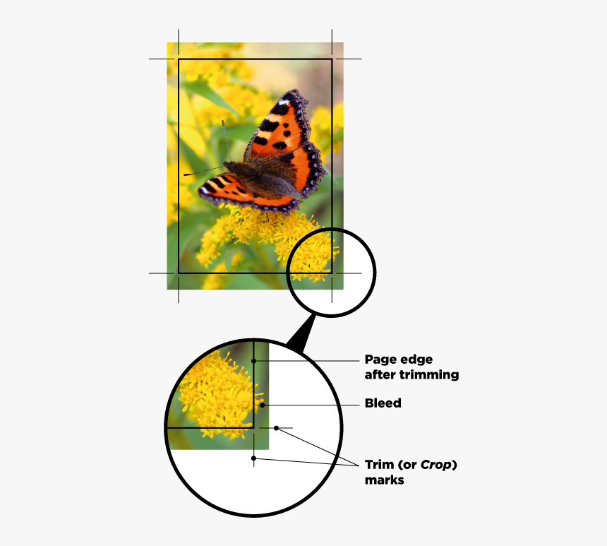 A Image With Crop Marks - Small Tortoiseshell, HD Png Download