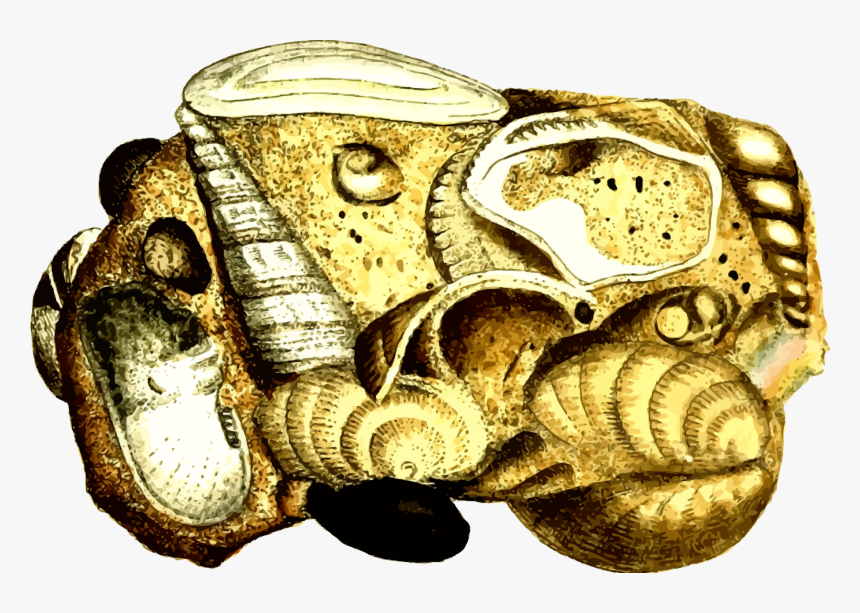 Calcareous Sandstone - Artifact, HD Png Download