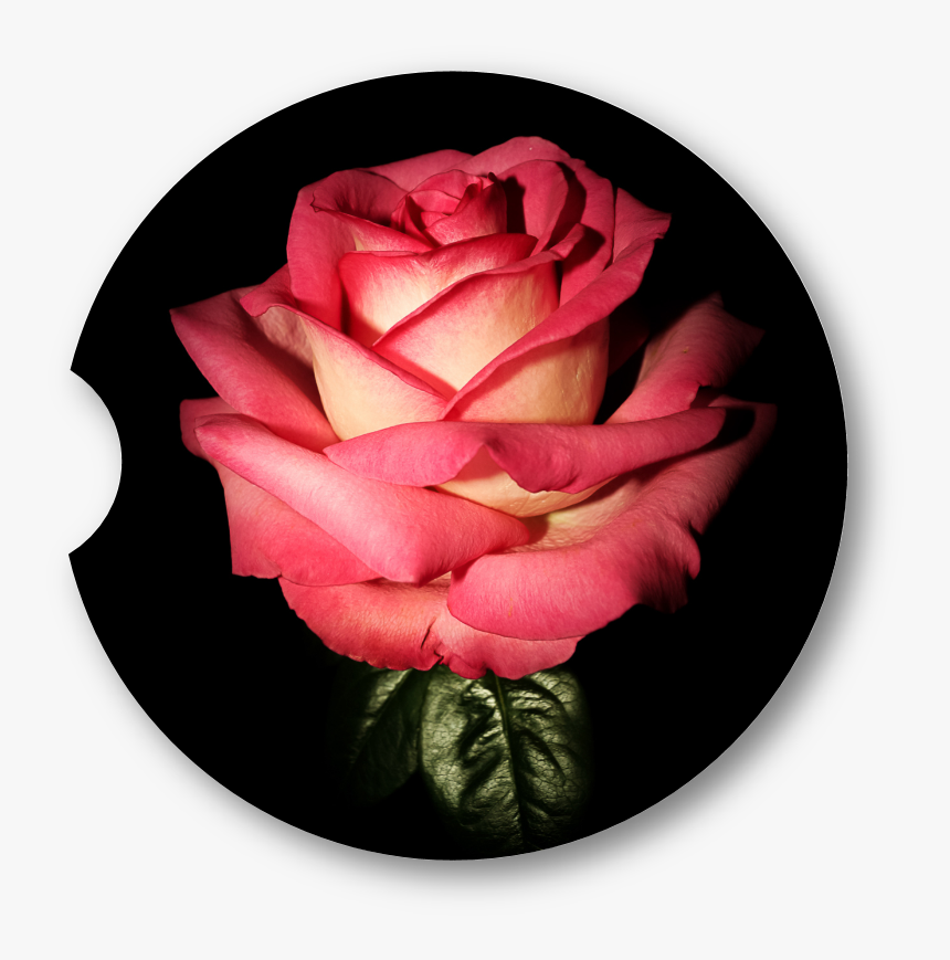 Garden Roses, HD Png Download