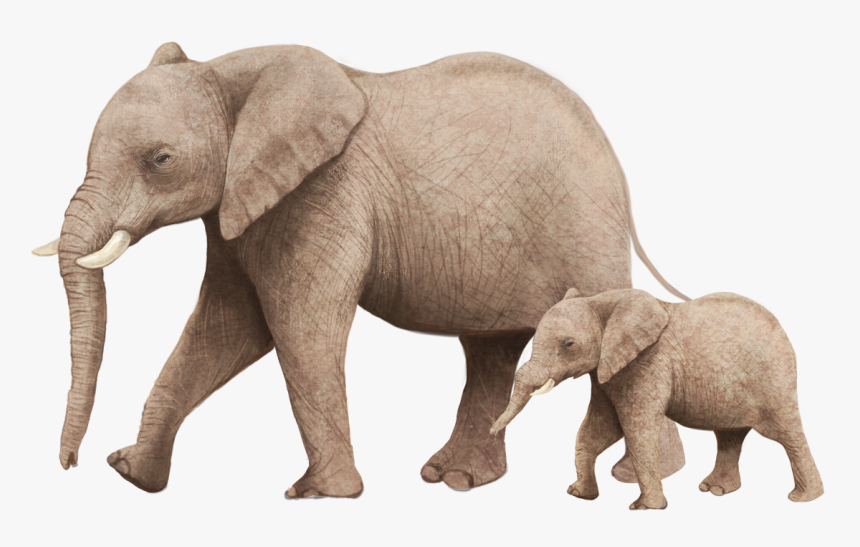 African Bush Elephant Illustration - 大 象 小 象, HD Png Download