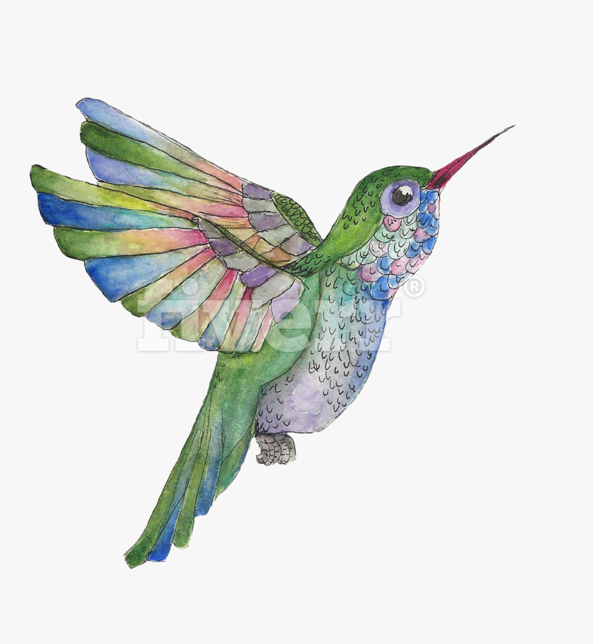 Do A Watercolor And Ink Illustration Of Whatever You - Ruby-throated Hummingbird, HD Png Download