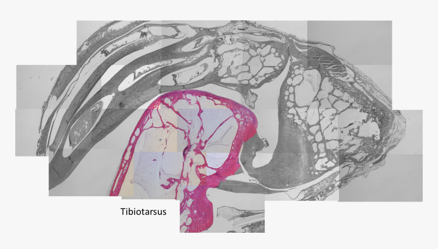 Illustration, HD Png Download