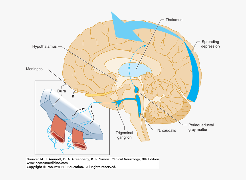 Diagram, HD Png Download