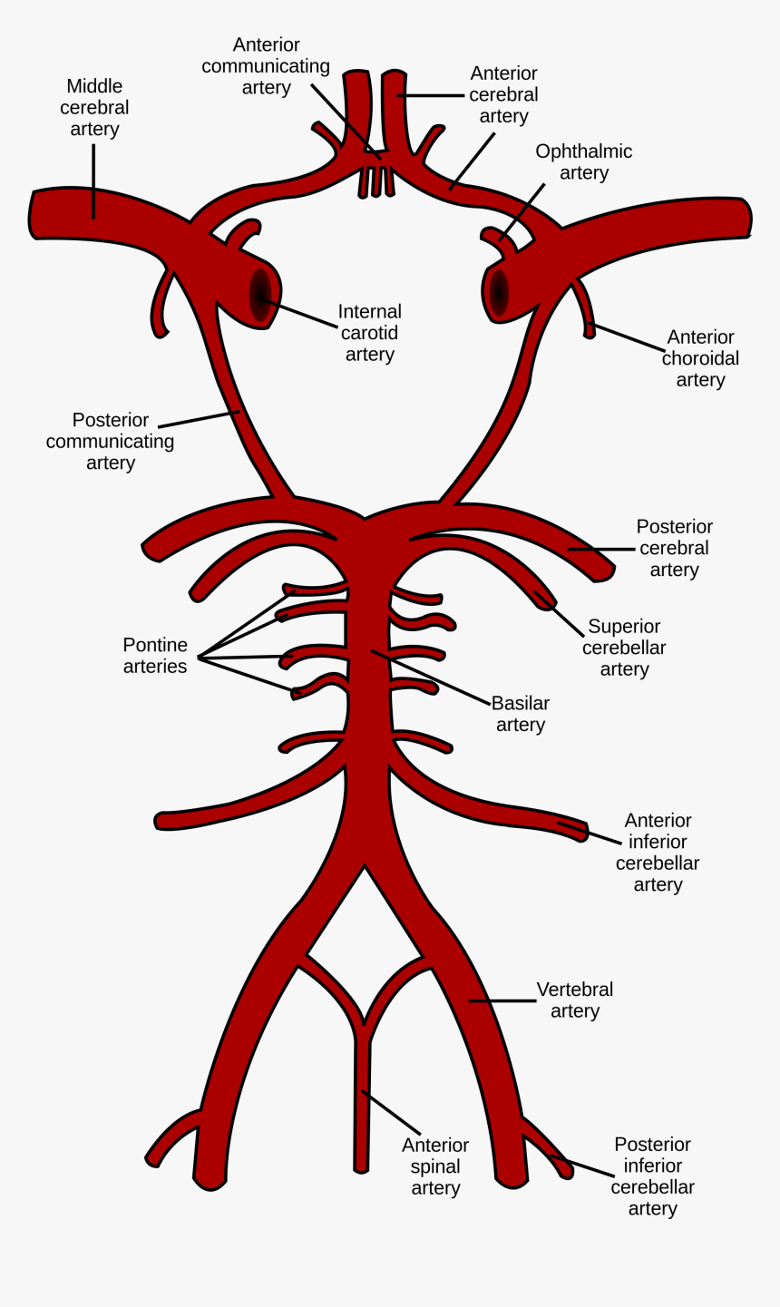 Circle Of Willis, HD Png Download
