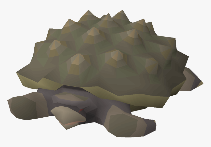 Tortoise, HD Png Download