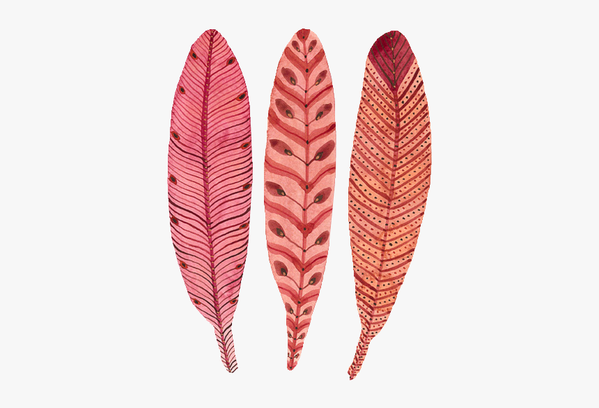 Birds, Feather, And Pink Image - Illustration, HD Png Download