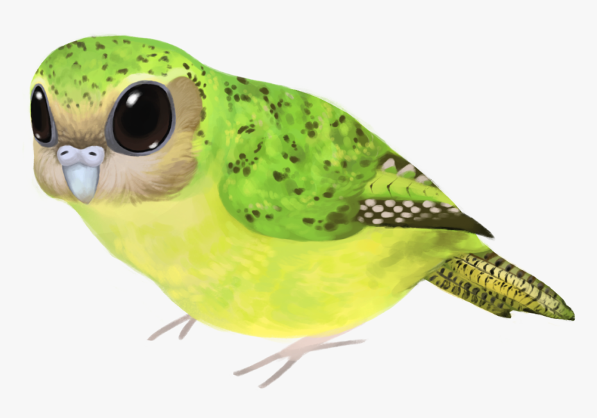 Budgie, HD Png Download