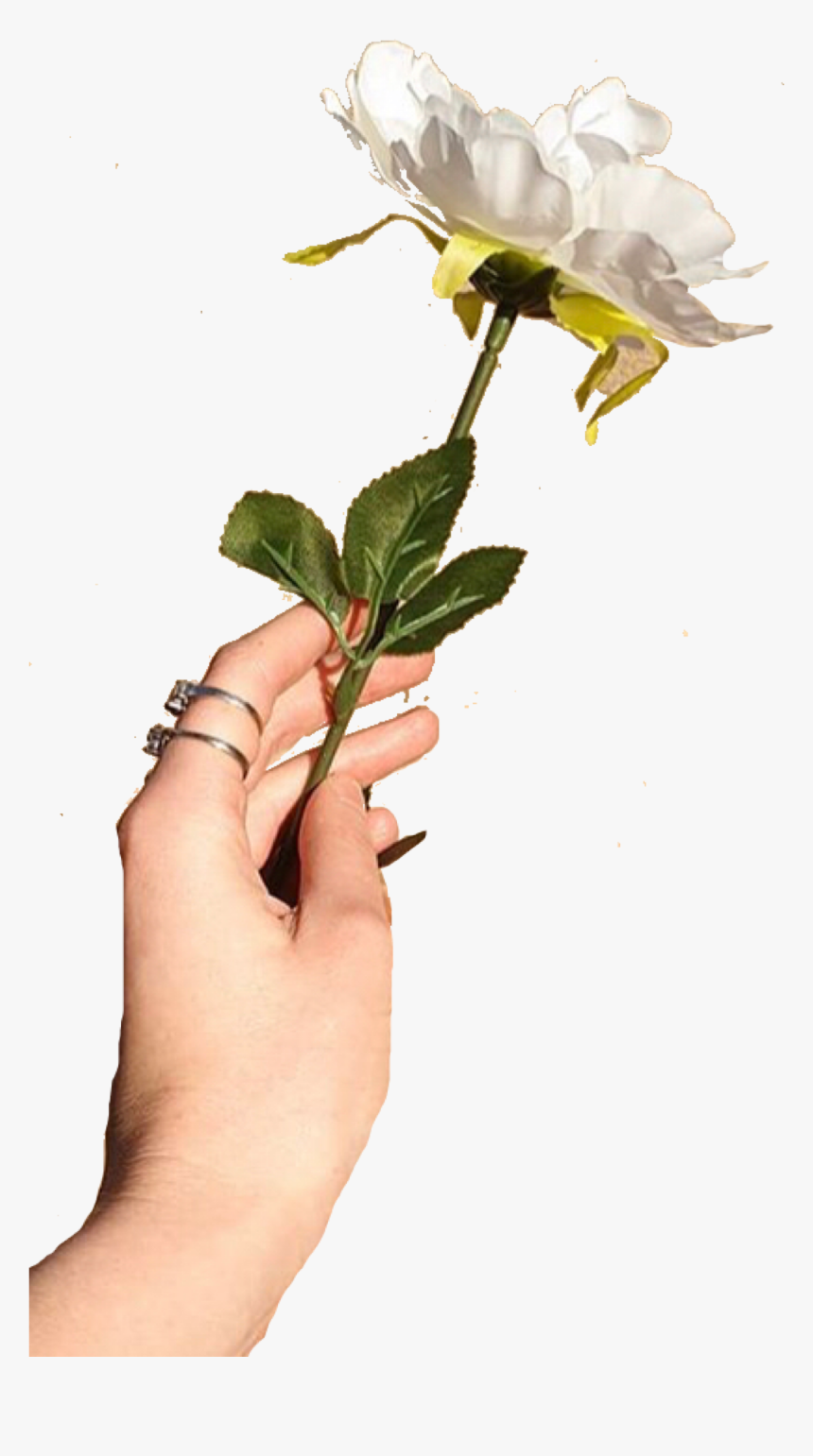 Rosa Rugosa, HD Png Download