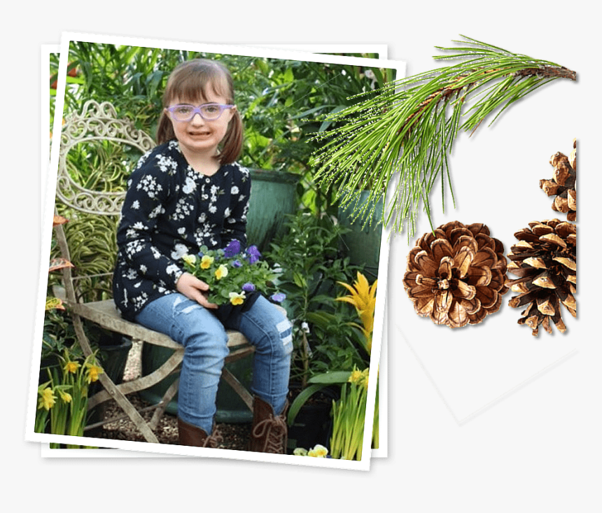 Sarina - Two Needle Pinyon Pine, HD Png Download