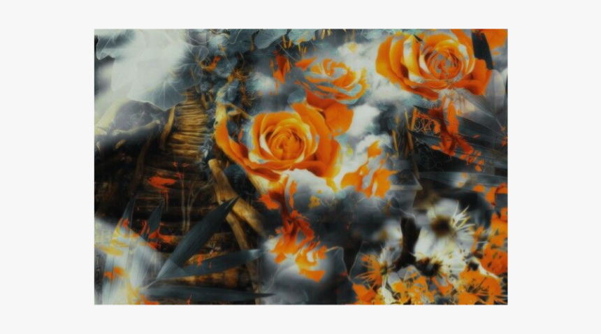 Garden Roses, HD Png Download