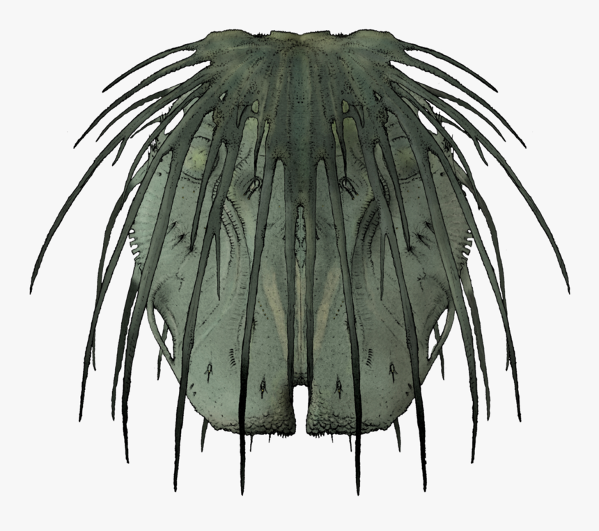 Sketch, HD Png Download
