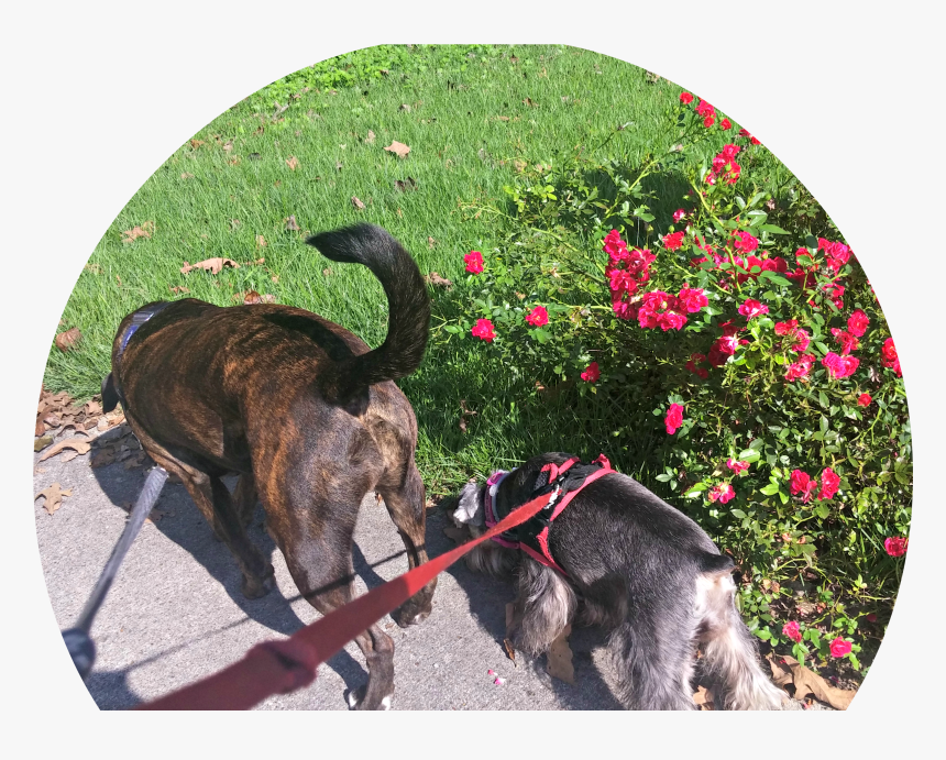 Plott Hound, HD Png Download