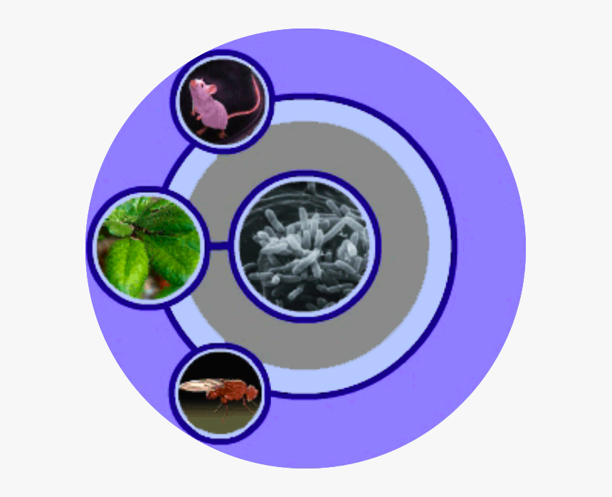 Region Capture 6 - Circle, HD Png Download