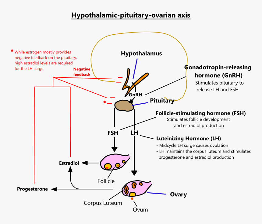 Estrogen Produced From Testosterone, HD Png Download