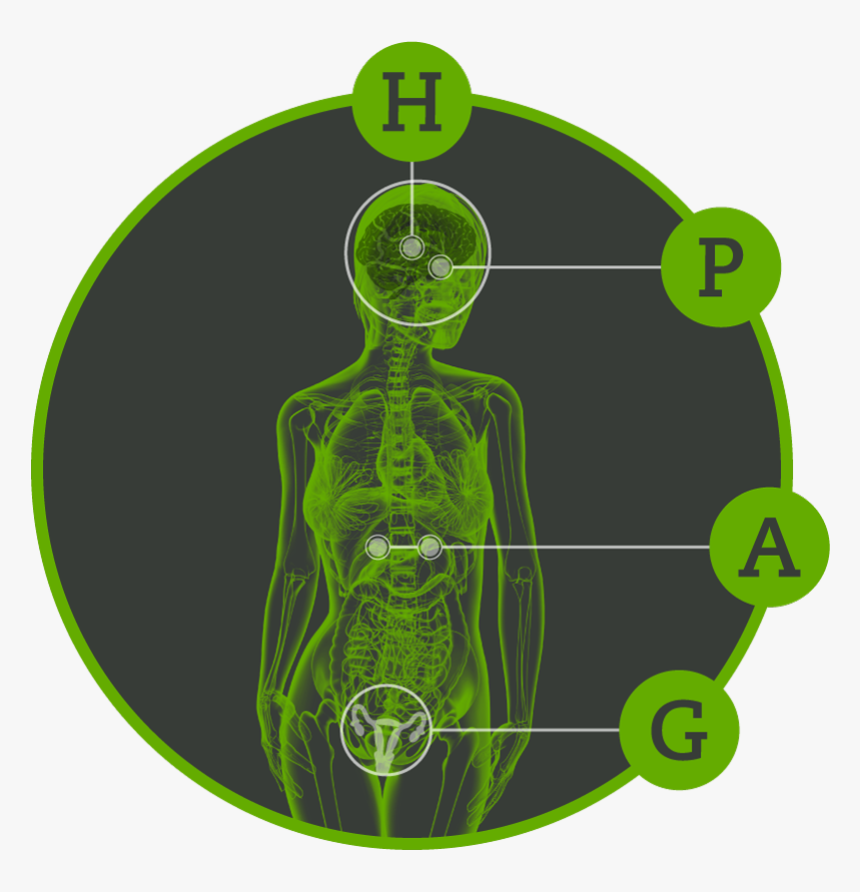 Illustration, HD Png Download