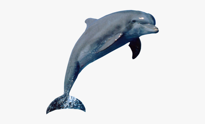 Sequence Of Animals, HD Png Download
