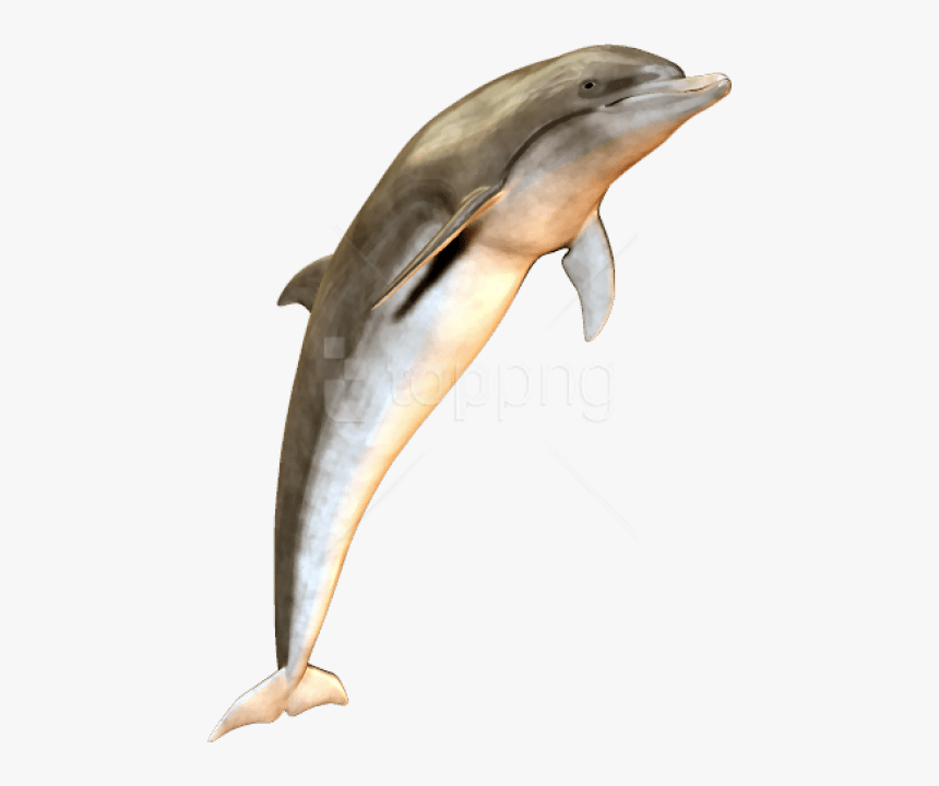 Bottlenose Dolphin,dolphin,marine Mammal,short Beaked - Dolphin Transparent Jumping, HD Png Download