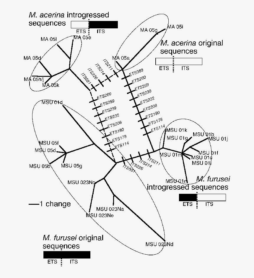 Diagram, HD Png Download
