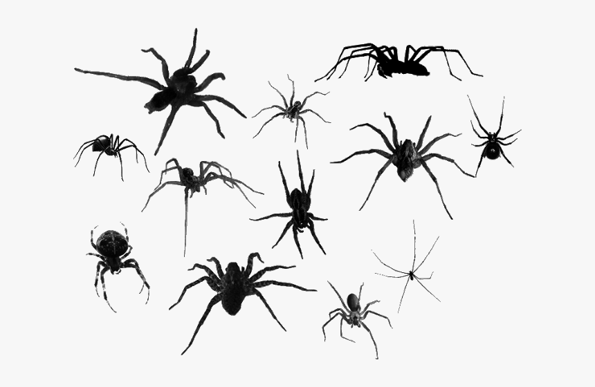 Wolf Spider, HD Png Download