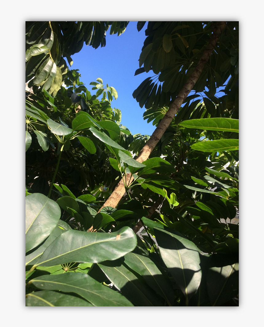 Img 4212 - - Tree, HD Png Download